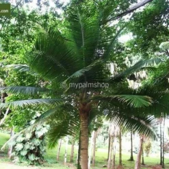 Ravenea Rivularis - Totale Hoogte 200+ Cm - Pot Ø 40 Cm [pallet] -Goedkope Hof Rustig Winkel 1974179184