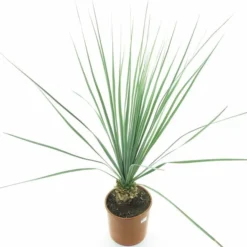 Nolina Nelsonii - Totale Hoogte 100-120 Cm - Pot Ø 26 Cm