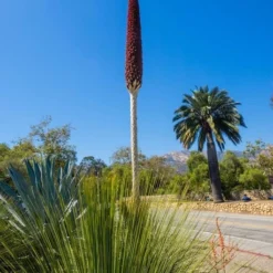 Dasylirion Longissimum - Stam 10-20 Cm - Totale Hoogte 140-160 Cm - Pot Ø 43 Cm [pallet] -Goedkope Hof Rustig Winkel 1974378525