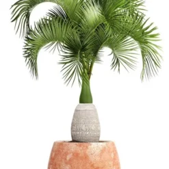 Hyophorbe Lagenicaulis - Pot Ø 50 Cm [pallet] -Goedkope Hof Rustig Winkel 1974488685