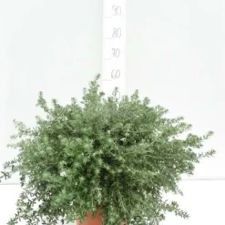Westringia Fruticosa - Totale Hoogte 40-50 Cm - Pot Ø 22 Cm -Goedkope Hof Rustig Winkel 1975069899