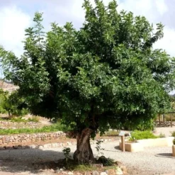 Ceratonia Siliqua - Pot Ø 26 Cm [pallet] -Goedkope Hof Rustig Winkel 1975144737