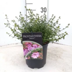 Prostanthera Rotundifolia Rosette - Pot Ø 17 Cm