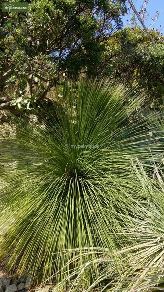 Dasylirion Longissimum - Totale Hoogte 80-100 Cm - Pot Ø 27 Cm 2 Dasylirion Longissimum - Totale Hoogte 80-100 Cm - Pot Ø 27 Cm - Afbeelding 2