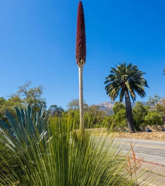 Dasylirion Longissimum - Totale Hoogte 80-100 Cm - Pot Ø 27 Cm 3 Dasylirion Longissimum - Totale Hoogte 80-100 Cm - Pot Ø 27 Cm - Afbeelding 3