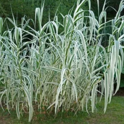 Arundo Donax Variegata Compact Ely - Pot Ø 19 Cm