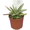 Gasteria Little Warty - Pot Ø 19 Cm