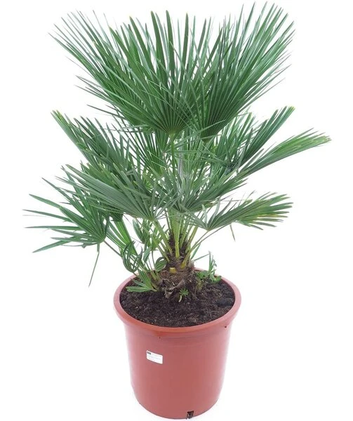 Chamaerops Humilis - Stam 10-20 Cm - Totale Hoogte 100-120 Cm - Pot Ø 32 Cm 1 Chamaerops Humilis - Stam 10-20 Cm - Totale Hoogte 100-120 Cm - Pot Ø 32 Cm