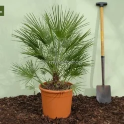 Chamaerops Humilis - Stam 10-20 Cm - Totale Hoogte 100-120 Cm - Pot Ø 32 Cm 7 Chamaerops Humilis - Stam 10-20 Cm - Totale Hoogte 100-120 Cm - Pot Ø 32 Cm -Goedkope Hof Rustig Winkel 1976309535