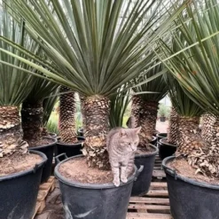 Nolina Nelsonii - Stam 30-40 Cm [pallet] -Goedkope Hof Rustig Winkel 1977968151