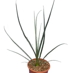 Hesperaloe Parviflora - Pot Ø 18 Cm