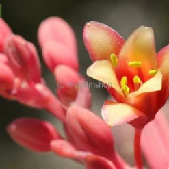 Hesperaloe Parviflora - Pot Ø 18 Cm -Goedkope Hof Rustig Winkel 1977968604