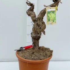 Vitis Vinifera - Pot Ø 50cm - Totale Hoogte 130-150 Cm [pallet] -Goedkope Hof Rustig Winkel 1979327583