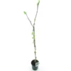 Diospyros Kaki Korea - Totale Hoogte 120-140 Cm - Pot Ø 17 Cm