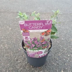 Buddleja Davidii Butterfly Candy Little Purple - Pot 3 Ltr -Goedkope Hof Rustig Winkel 1980160119