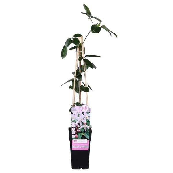 Clematis Armandii Apple Blossom - Pot 2 Ltr 2 Clematis Armandii Apple Blossom - Pot 2 Ltr - Afbeelding 2