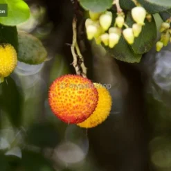 Arbutus Unedo - Totale Hoogte 60-80 Cm - Pot 8,4 Ltr -Goedkope Hof Rustig Winkel 1981865643