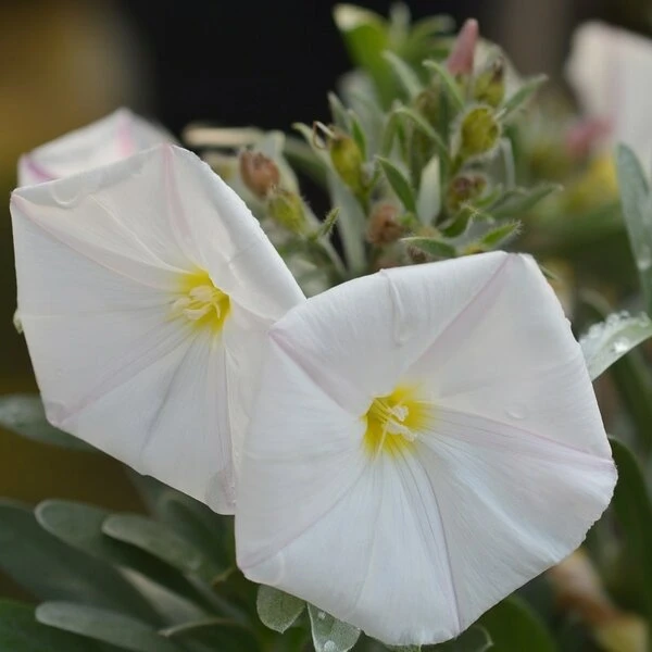 Convolvulus Cneorum - Totale Hoogte 35-45 - Pot Ø 22 Cm 1 Convolvulus Cneorum - Totale Hoogte 35-45 - Pot Ø 22 Cm