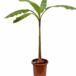 Musa Basjoo - Pot Ø 30 Cm