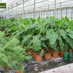 Musa Basjoo - Pot Ø 30 Cm -Goedkope Hof Rustig Winkel 1982085165