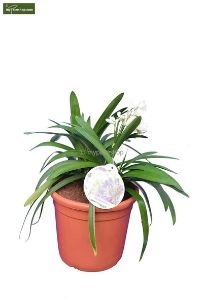 Agapanthus Africanus White - Pot Ø 24 Cm 2 Agapanthus Africanus White - Pot Ø 24 Cm - Afbeelding 2