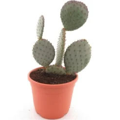 Opuntia Gosseliniana Santa Rita - Pot Ø 26 Cm