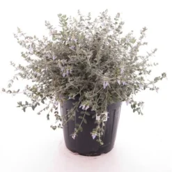 Teucrium Fruticans - Totale Hoogte 80-100 Cm - Pot Ø 45 Cm [pallet]