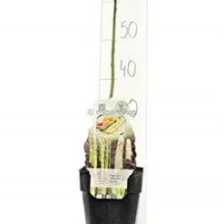 Asparagus Officinalis Gijnlim - Totale Hoogte 55-65 Cm - Pot 2 Ltr 5 Asparagus Officinalis Gijnlim - Totale Hoogte 55-65 Cm - Pot 2 Ltr -Goedkope Hof Rustig Winkel 1988385228
