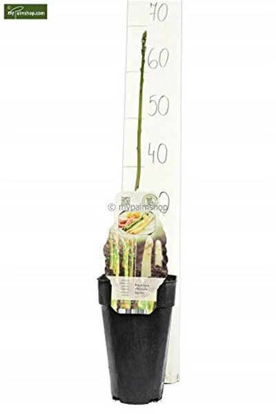 Asparagus Officinalis Gijnlim - Totale Hoogte 55-65 Cm - Pot 2 Ltr 3 Asparagus Officinalis Gijnlim - Totale Hoogte 55-65 Cm - Pot 2 Ltr - Afbeelding 3