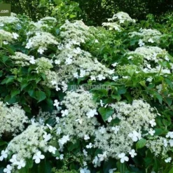 Hydrangea Anomala Var. Petiolaris 2 Ltr -Goedkope Hof Rustig Winkel 1988391981