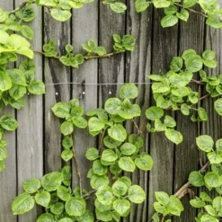 Hydrangea Anomala Var. Petiolaris 2 Ltr -Goedkope Hof Rustig Winkel 1988391984