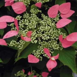 Schizophragma Hydrangeoides Roseum - Pot Ø 17 Cm -Goedkope Hof Rustig Winkel 1988397882