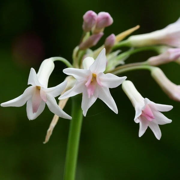 Tulbaghia Violacea Alba - Pot Ø 22 Cm 1 Tulbaghia Violacea Alba - Pot Ø 22 Cm