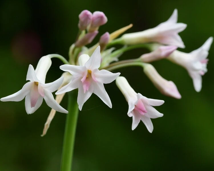 Tulbaghia Violacea Alba - Pot Ø 22 Cm 2 Tulbaghia Violacea Alba - Pot Ø 22 Cm - Afbeelding 2