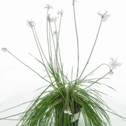 Tulbaghia Violacea Alba - Pot Ø 22 Cm 5 Tulbaghia Violacea Alba - Pot Ø 22 Cm -Goedkope Hof Rustig Winkel 1988399328
