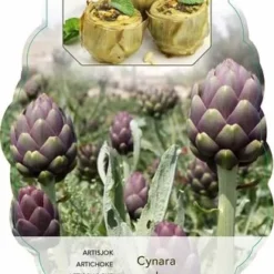 Cynara Scolymus Purple Of Romagna - Pot 2 Ltr -Goedkope Hof Rustig Winkel 1988459607
