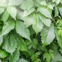 Gynostemma Pentaphyllum - Pot Ø 19 Cm