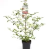 Viburnum Plicatum Kilimandjaro Sunrise - Pot 3 Ltr