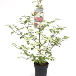 Viburnum Plicatum Kilimandjaro Sunrise - Pot 3 Ltr