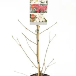 Viburnum Plicatum Kilimandjaro Sunrise - Pot 3 Ltr -Goedkope Hof Rustig Winkel 1988460519