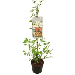 Viburnum Plicatum Kilimandjaro Sunrise - Pot 3 Ltr -Goedkope Hof Rustig Winkel 1988460525