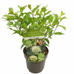 Goedkope Hof Rustig Winkel 7 Cephalanthus Magical Moonlight - Pot 3 Ltr