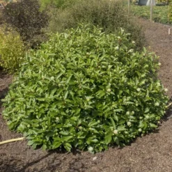 Goedkope Hof Rustig Winkel -Goedkope Hof Rustig Winkel 1988461044