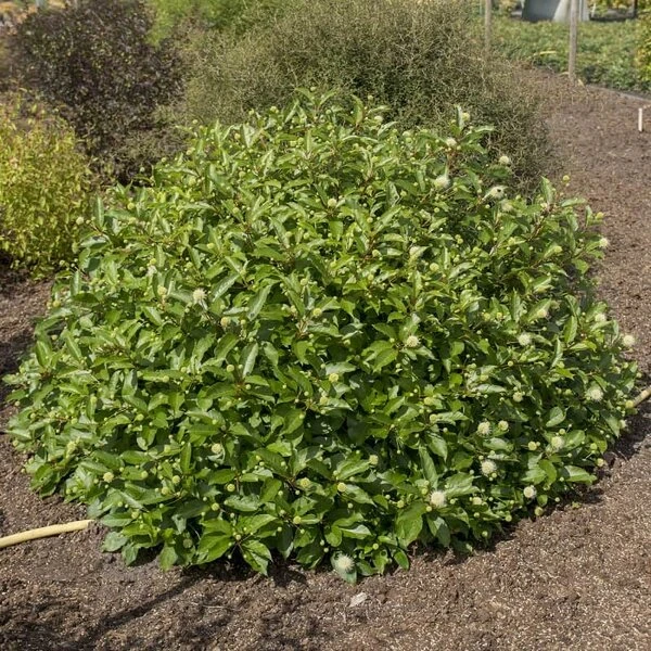 Cephalanthus Magical Moonlight - Pot 3 Ltr 2 Cephalanthus Magical Moonlight - Pot 3 Ltr - Afbeelding 2