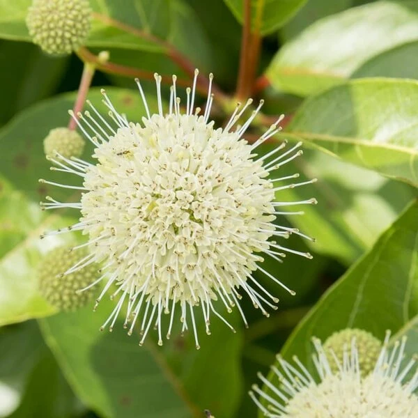 Cephalanthus Magical Moonlight - Pot 3 Ltr 3 Cephalanthus Magical Moonlight - Pot 3 Ltr - Afbeelding 3