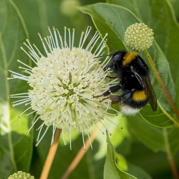 Cephalanthus Magical Moonlight - Pot 3 Ltr 4 Cephalanthus Magical Moonlight - Pot 3 Ltr - Afbeelding 4