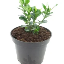 Gardenia Jasminoides Kleim's Hardy - Pot Ø 19 Cm