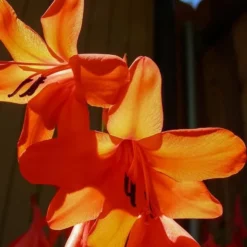 Goedkope Hof Rustig Winkel 9 Watsonia Borbonica Peach Glow - Pot 9 X 9 Cm