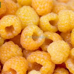 Rubus Idaeus Twotimer Sugana Geel - Bio - Pot 14 X 14 Cm -Goedkope Hof Rustig Winkel 1988486382