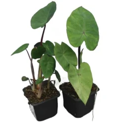 Colocasia Esculenta Set Van 2 - Pot 9 X 9 Cm